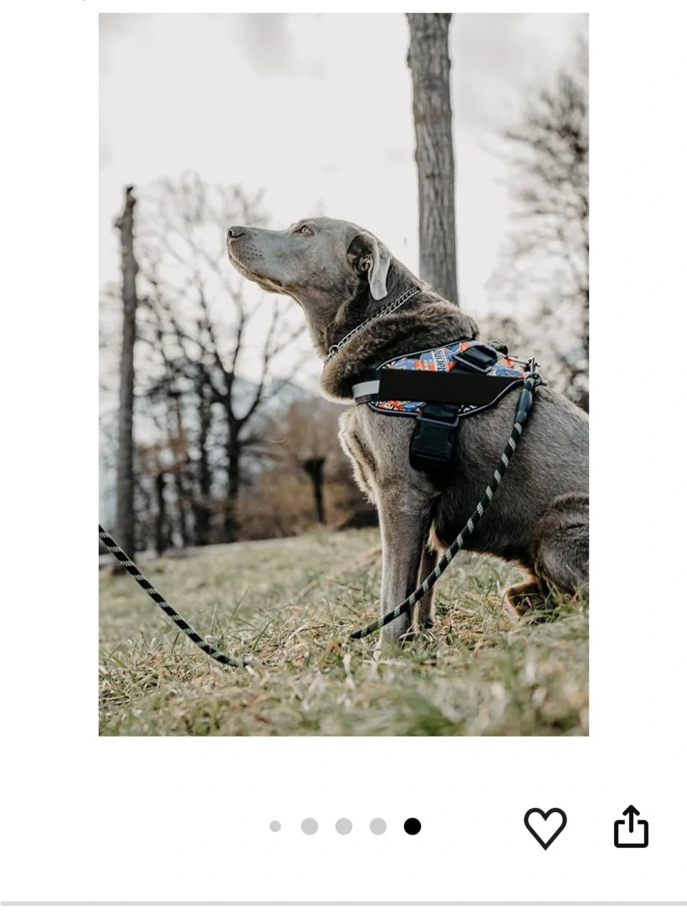 🚘 🆕 Veterinarian-Approved Red Padded Dog Harness with Reflective Trim size M